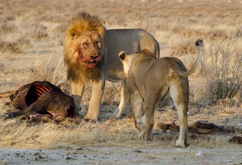 89 - Namibia - leones comiendo - parque nacional de Etosha